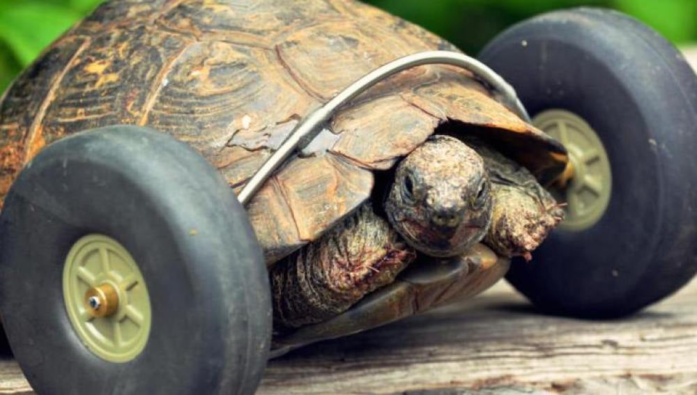 Una tortuga vuelve a caminar gracias a unas ruedas implantadas en sus patas