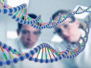 Investigadores españoles descubren cuántos y qué genes se activan en cada órgano humano Investigadores españoles descubren cuántos y qué genes se activan en cada órgano humano