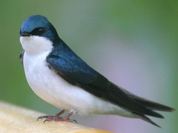 Golondrina Golondrina