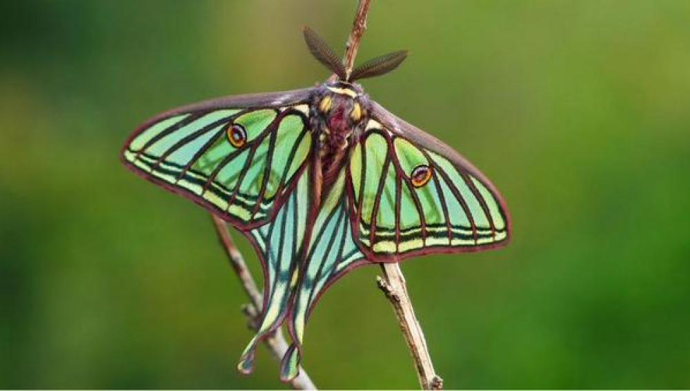  Nace el Primer Plan de Conservación para  4.200 especies de mariposas 