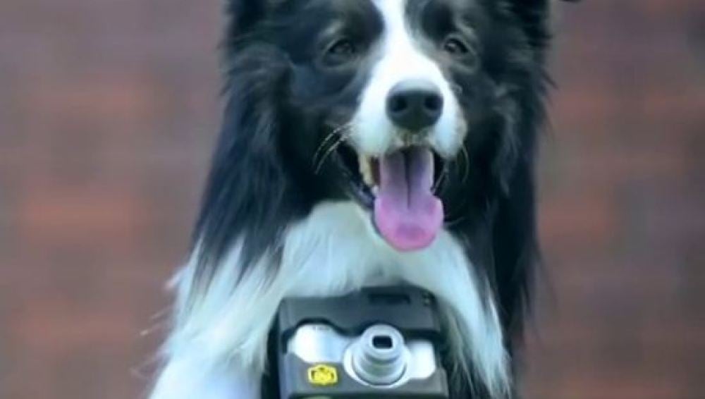 Una cámara que permite a los perros hacer fotos