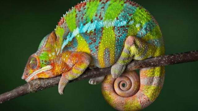  Conocemos a un singular camaleón pantera de Madagascar