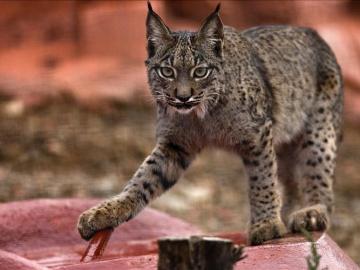 El lince Lucero