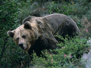 Oso pardo en la naturaleza. Oso pardo en la naturaleza.