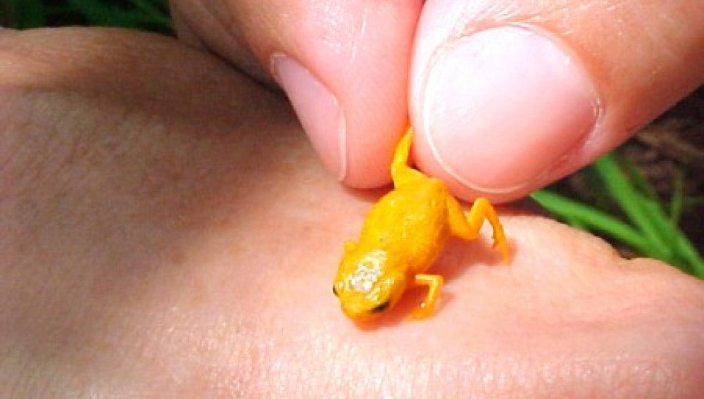 Nueva especie de rana diminuta