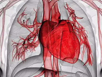 El músculo cardiaco se regenera durante toda la vida El músculo cardiaco se regenera durante toda la vida
