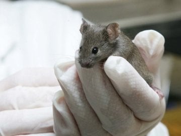 Ratón utilizado por científicos