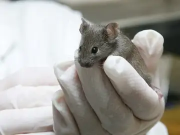 Ratón utilizado por científicos Ratón utilizado por científicos