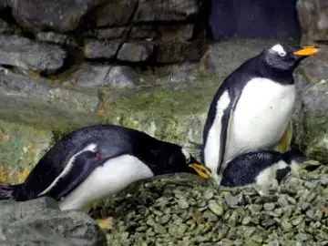 Ejemplares de pingüino Juanito Ejemplares de pingüino Juanito