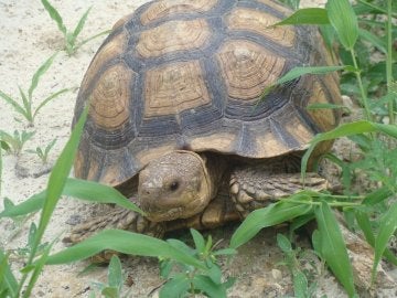 Preservar la tortuga mor, una tarea cada vez más complicada 
