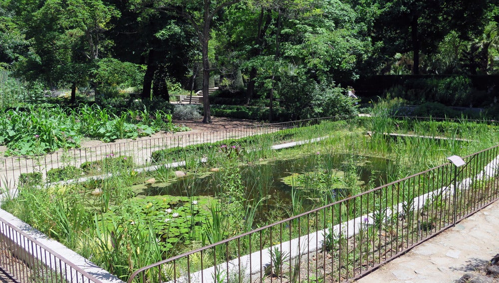 Nuevo estanque del Real Jardín Botánico