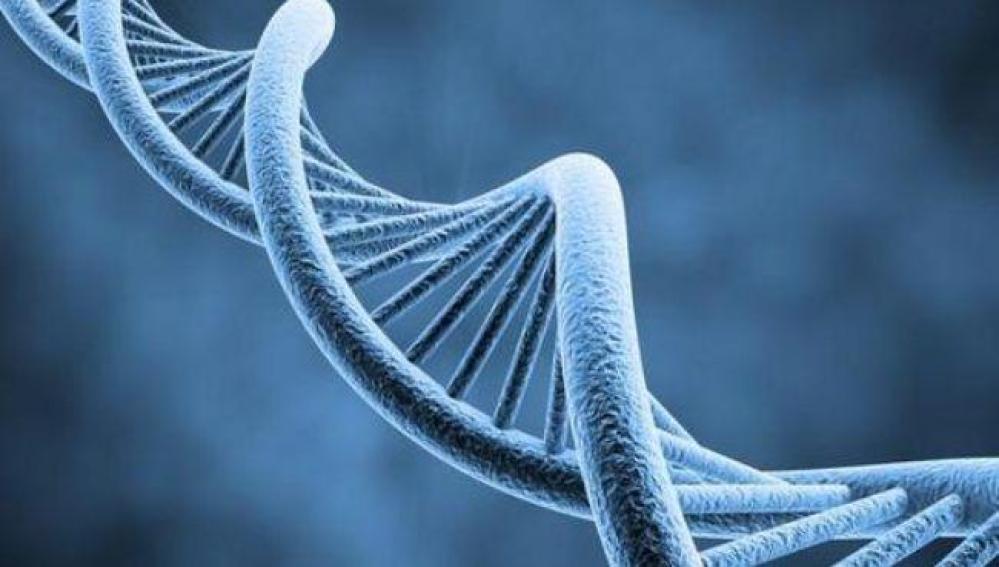 Descubren un nuevo mecanismo para reparar el ADN 