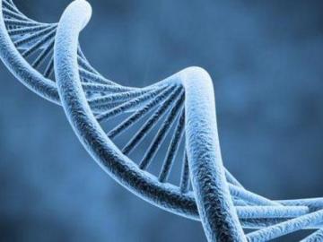 Descubren un nuevo mecanismo para reparar el ADN 