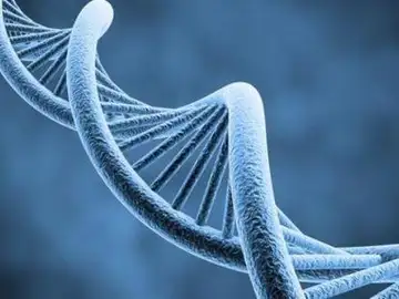 Descubren un nuevo mecanismo para reparar el ADN Descubren un nuevo mecanismo para reparar el ADN