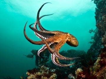 Foto de un pulpo, de Richard Salas, en una captura de web Foto de un pulpo, de Richard Salas, en una captura de web