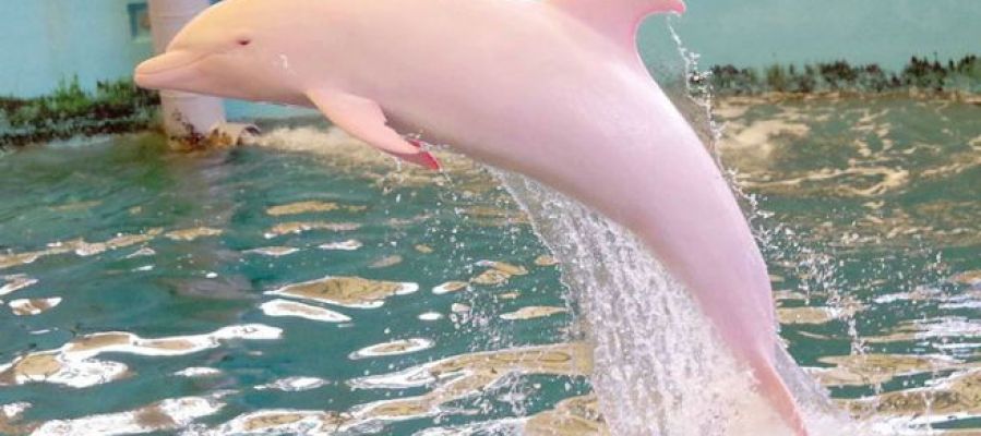 Un delfín albino se vuelve rosa cuando está enfadado o