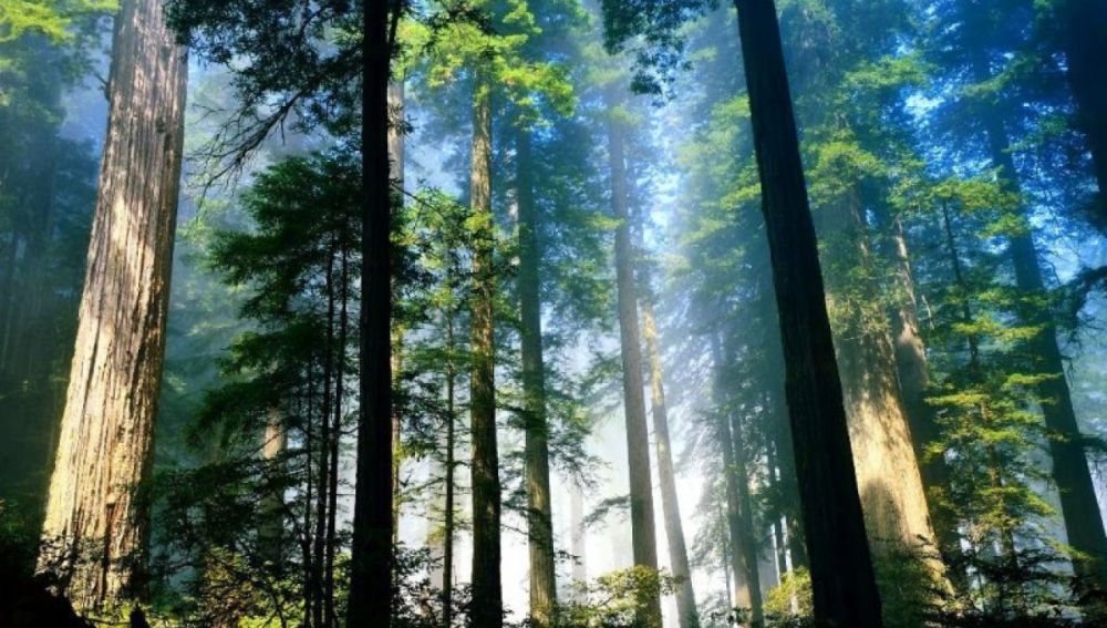Bosque