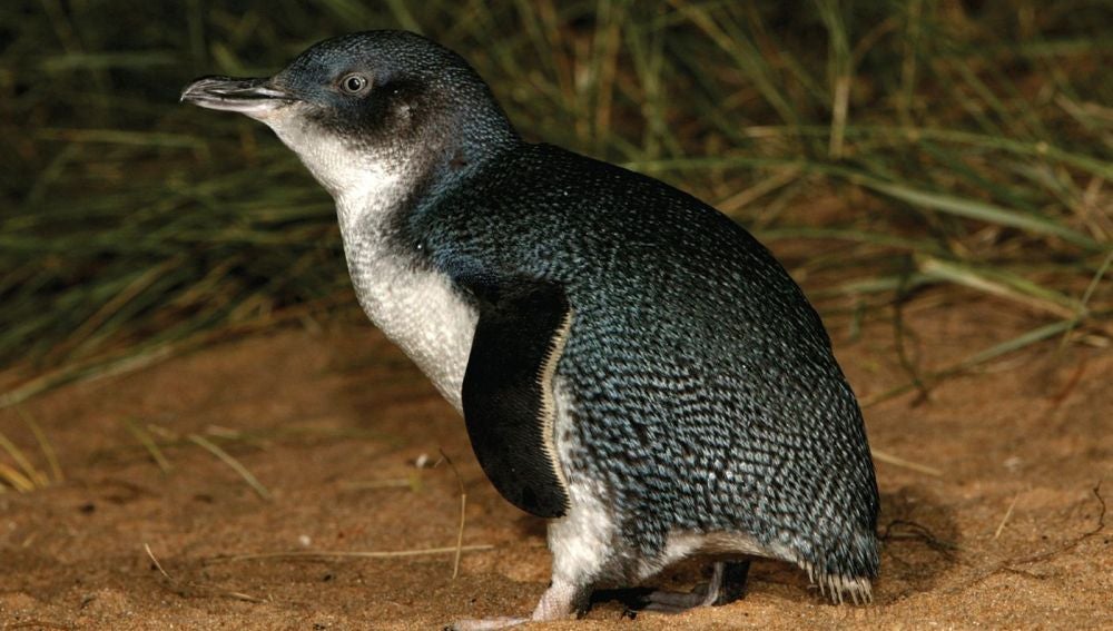pingüino australiano