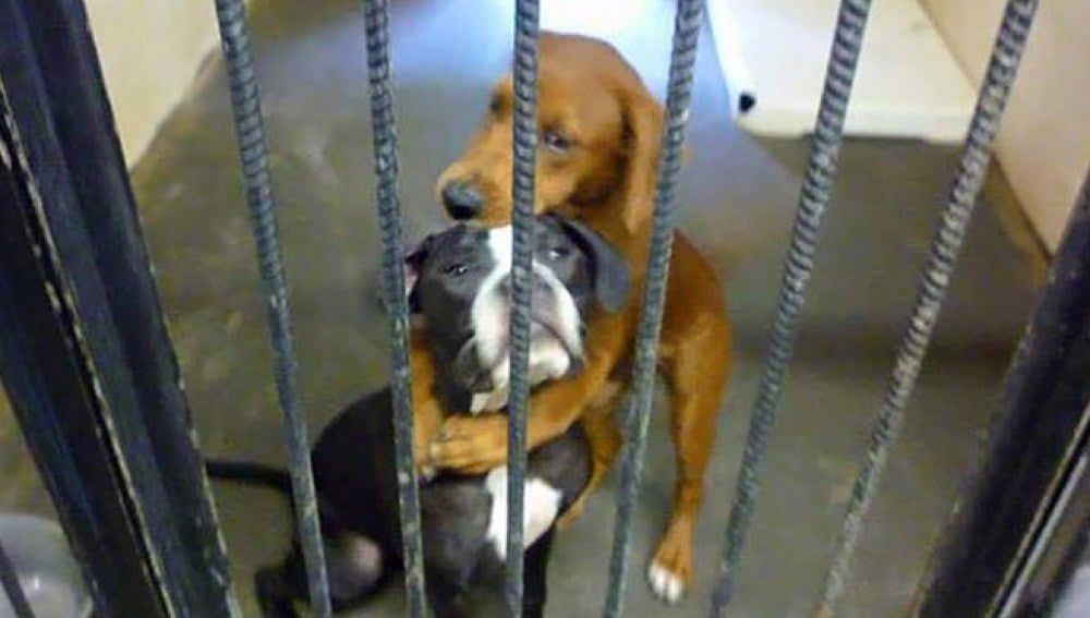 Dos perros que iban a ser sacrificados se salvan gracias a una foto suya abrazados