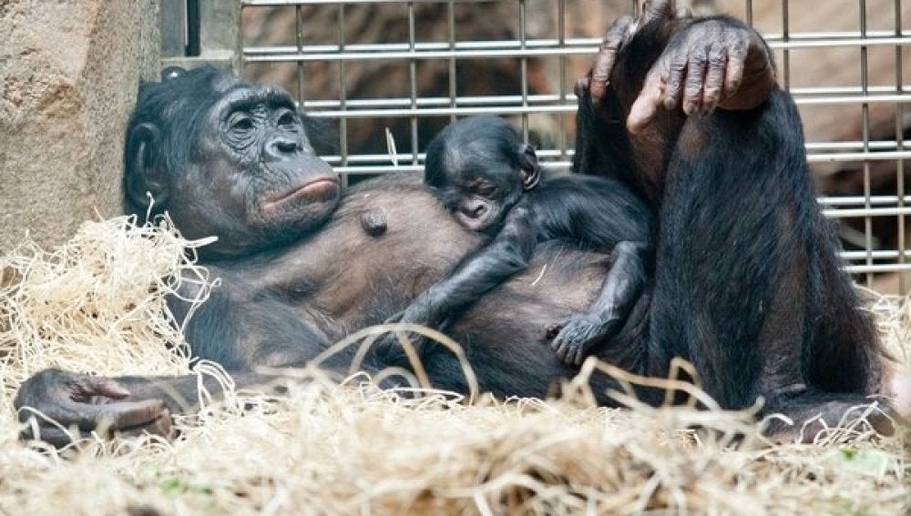 Una cría de bonobo emociona a los visitantes de un zoo Frankfurt