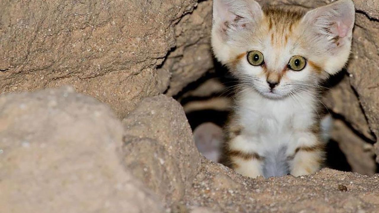 Descubre Al Gato De Las Arenas El Pequeño Felino Del Desierto