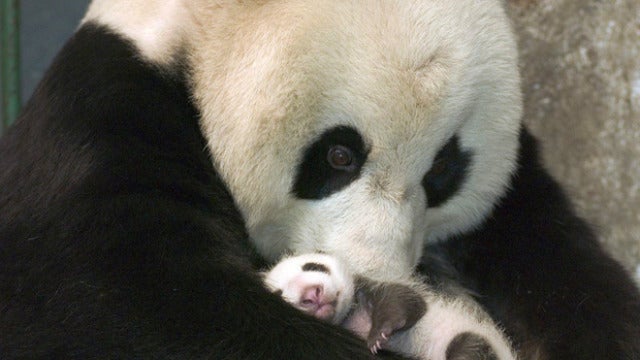 Osos panda gigantes