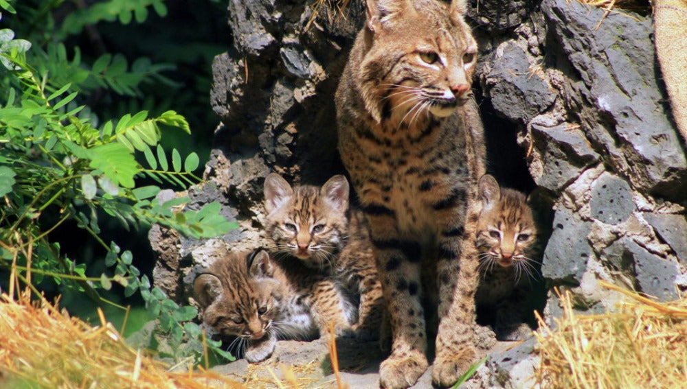 Linces bebés (06-08-2015)