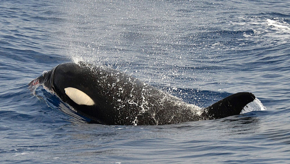 Una de las orcas avistas cerca de El Hierro