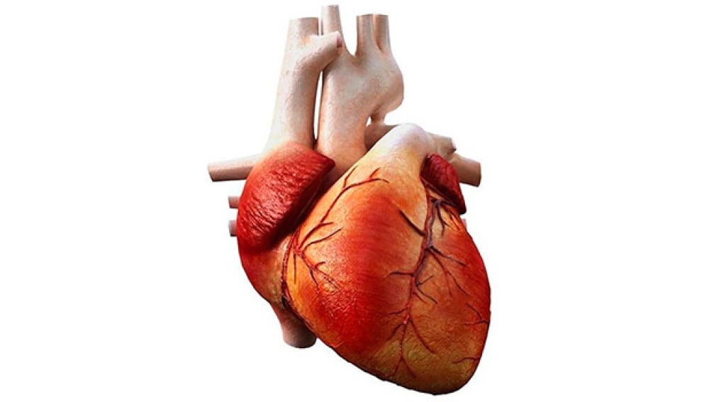 Músculo cardiaco