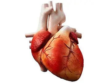 Músculo cardiaco Músculo cardiaco