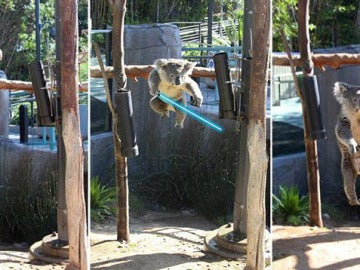 Un koala del zoo de San Francisco, caracterizado como un jedi