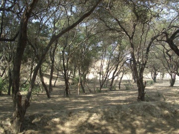 Sequía en los bosques