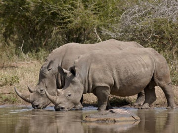 Pareja de rinocerontes 
