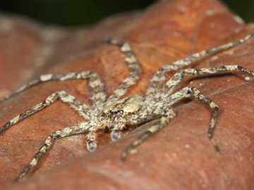 Araña planeadora