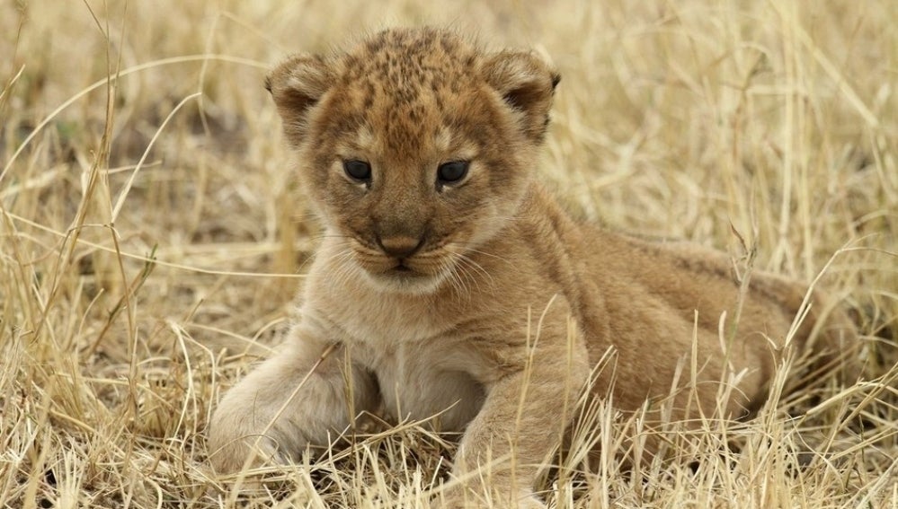 Un león y un erizo, entre los 269 animales abandonados este año en Madrid |  HAZTE ECO