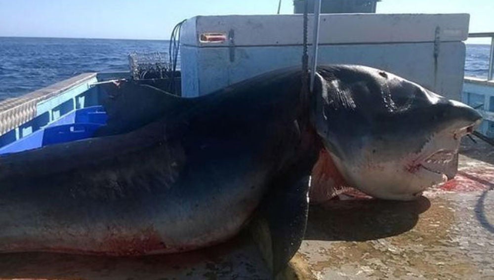 Tiburón tigre de seis metros capturado en Australia