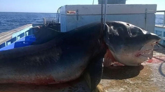 Tiburón tigre de seis metros capturado en Australia