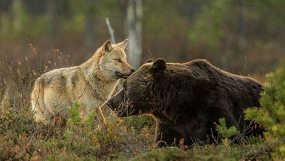 Conoce la amistad entre una loba y un oso pardo