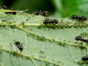 Hormigas Hormigas