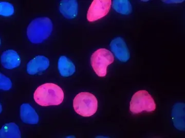 Un equipo del CNIO logra generar en el laboratorio células madre más seguras Un equipo del CNIO logra generar en el laboratorio células madre más seguras