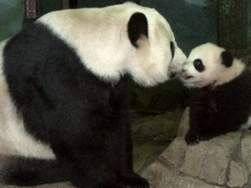 Mei Xiang con su primera cría Mei Xiang con su primera cría