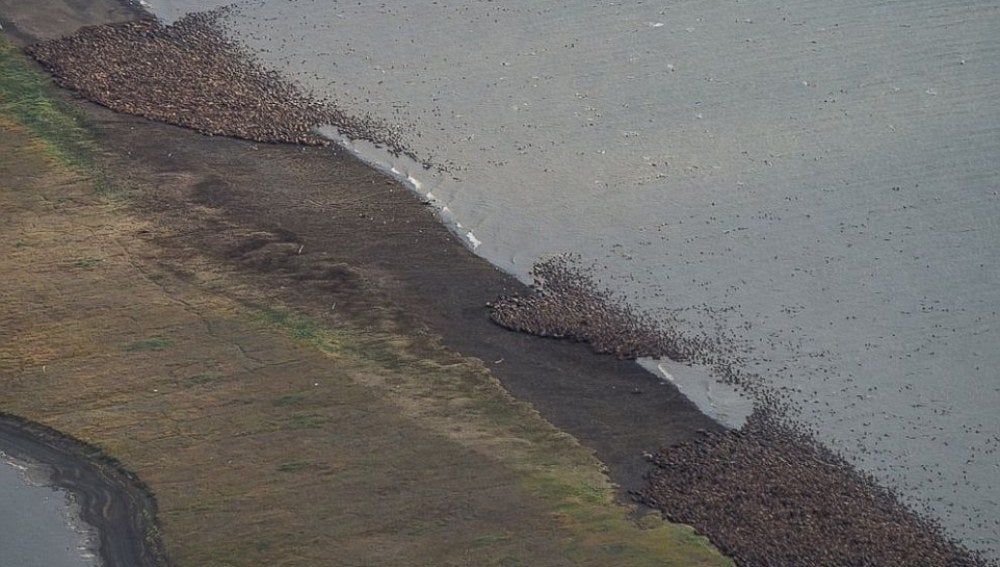 El calentamiento del planeta continúa derritiendo el hielo del mar Ártico