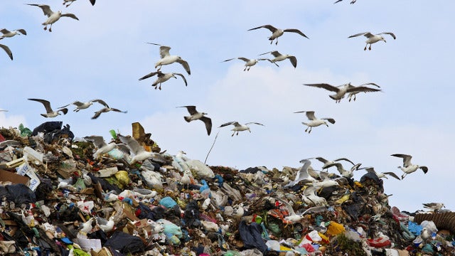 Gaviotas