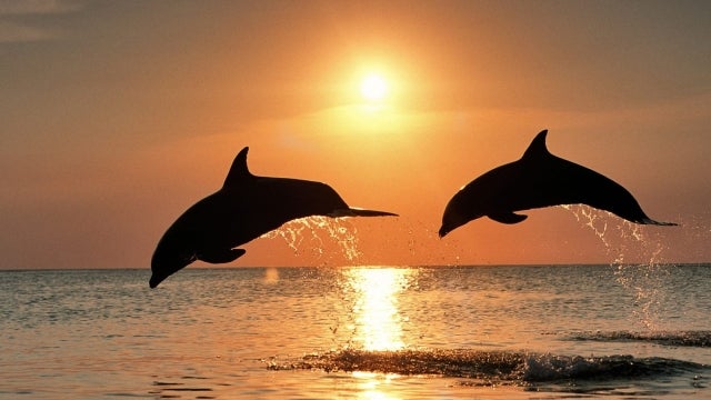 Delfines