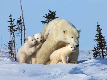 Los osos polares podrían subisistir en tierra firme 