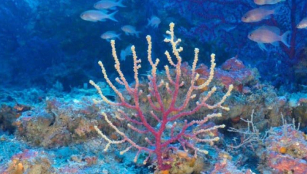 Descubren bosques de coral negro en el canal de Mallorca