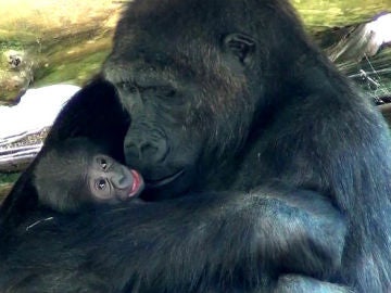 Nace una nueva cría de gorila en el Zoo de Barcelona 
