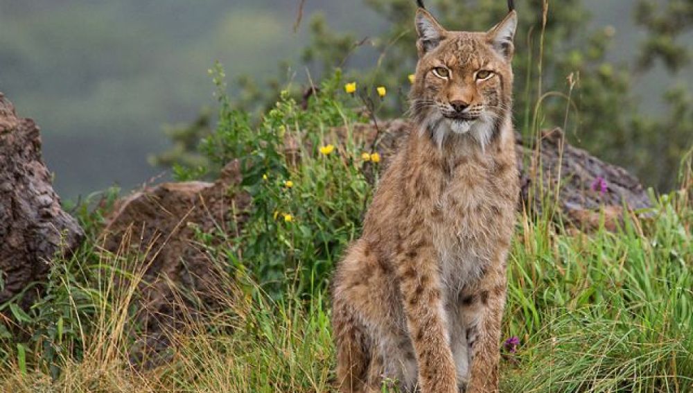 ¿Sabías que el lince boreal vivía en el norte de la península ibérica?