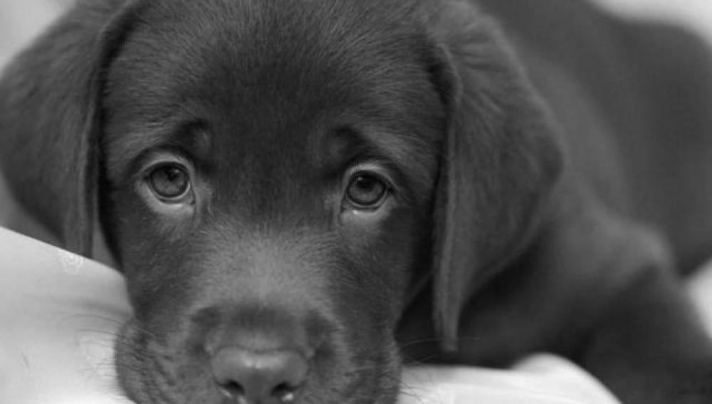  ¿Cómo podemos detectar si nuestra mascota está deprimida?