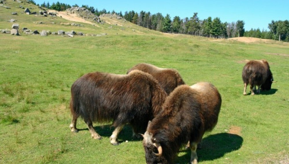 Descubre las curiosas especies que habitan solo en Alaska